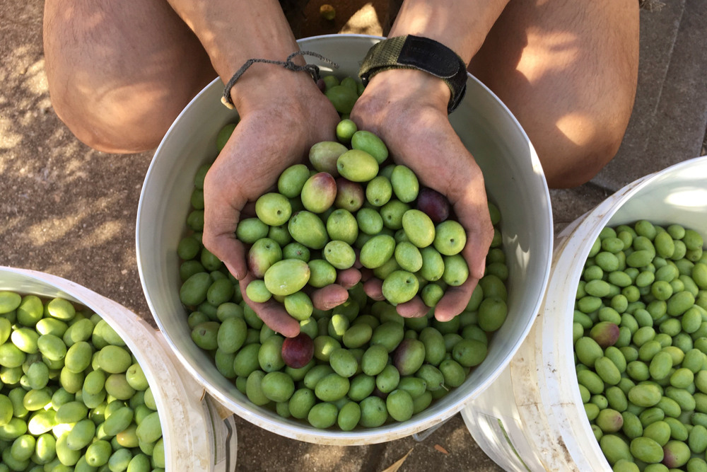 Foraged olives, picked and ready to be cured.