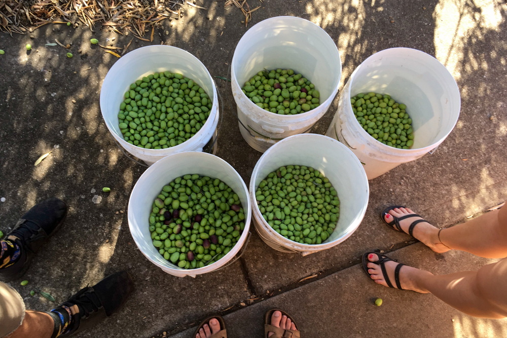 Foraged olives, picked into buckets