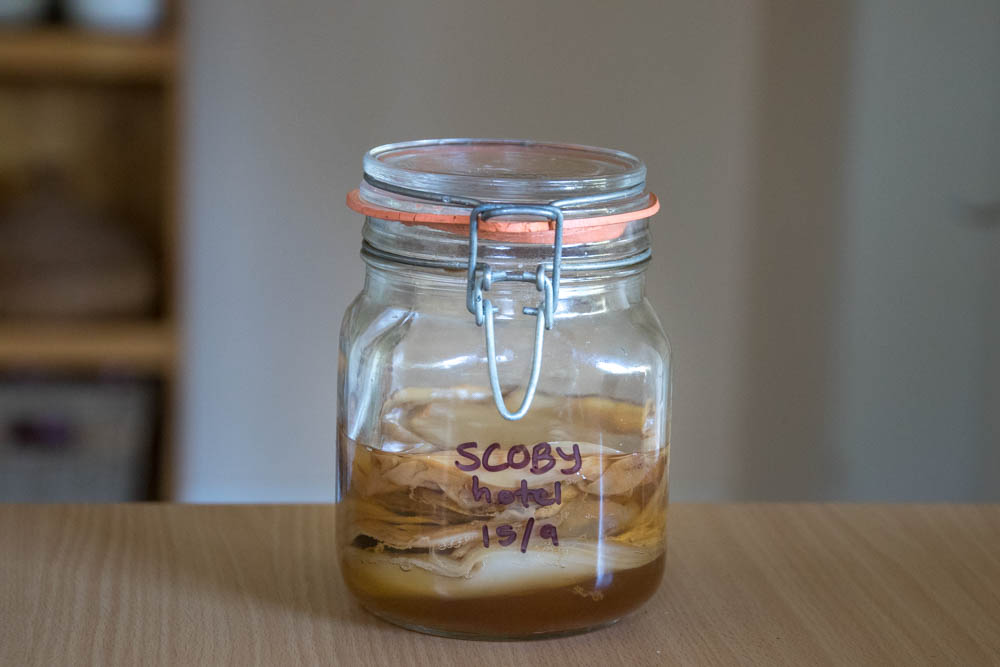 Our SCOBY hotel.