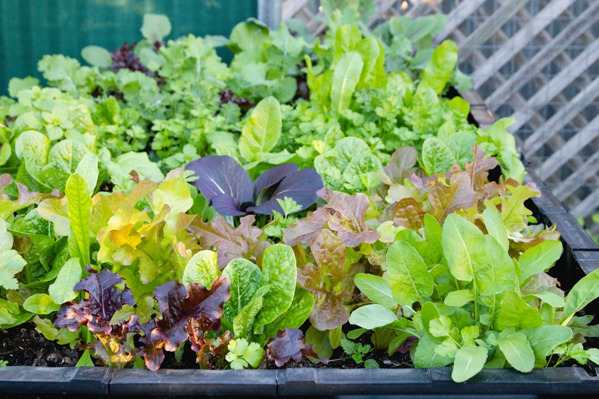 A thriving patch of lettuces and other leafy greens