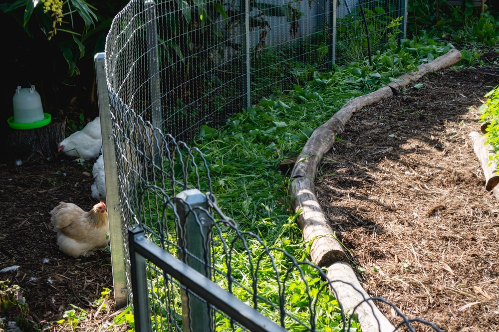 A green manure after being chopped and dropped