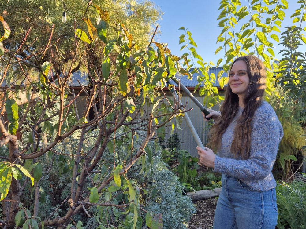 Koren Helbig pruning her nectarine tree