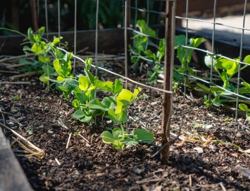 5 autumn jobs to help your permaculture garden thrive