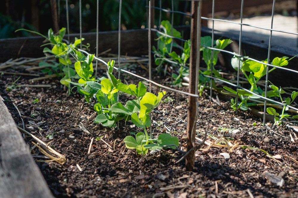 Pea seedlings growing happily in a bed topped up with compost