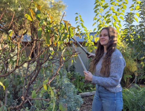 City permaculture gardening column for ABC Lifestyle