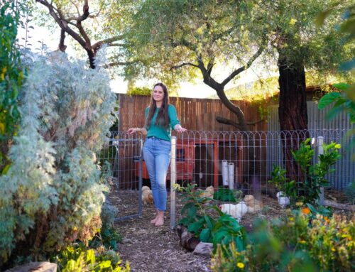 What is Permaculture Marketing? A kinder and calmer way to grow your small business