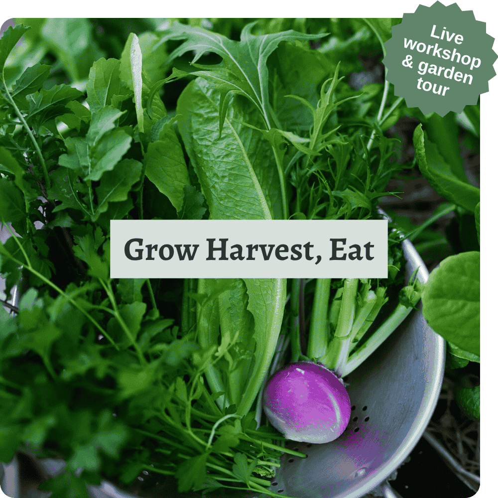 The words 'grow, harvest, eat' laid over a photo of freshly picked homegrown veggies