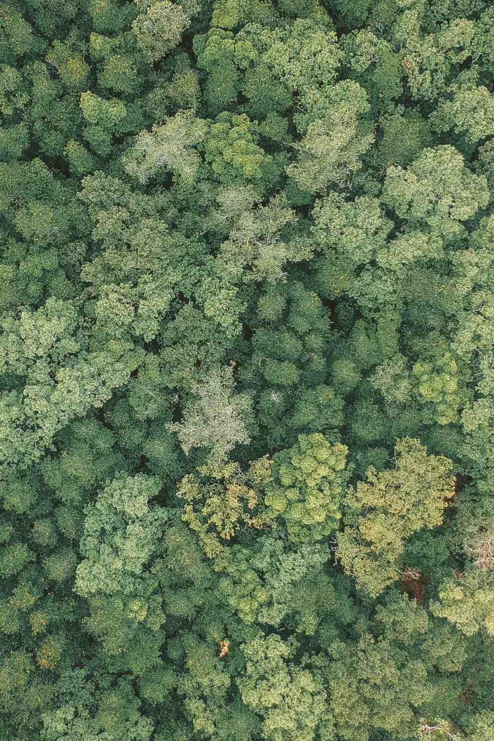 An aerial shot showing the patterning of green trees from above - pattern recognition is a crucial part of the Ethical Digital Marketing Strategy Audit.
