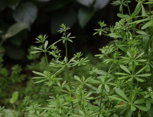 Foraging South Australia: 8 experts to help you find wild food, mushrooms & edible weeds