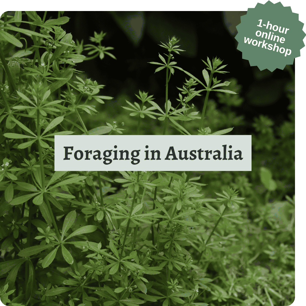 The words 'foraging in Australia' laid over a photo of chickweed