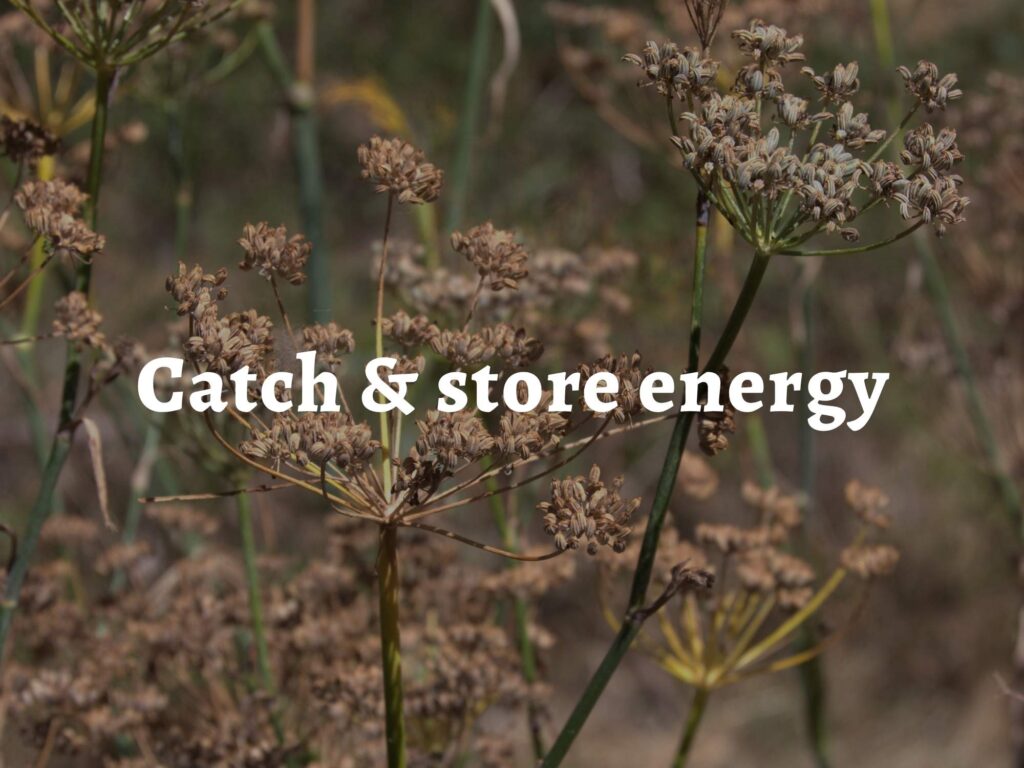 Heads of dried fennel seeds, over which is the text 'permaculture principle 2: catch and store energy'