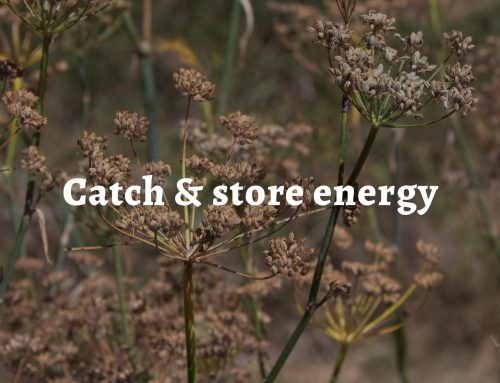 Permaculture principle 2: Catch and store energy