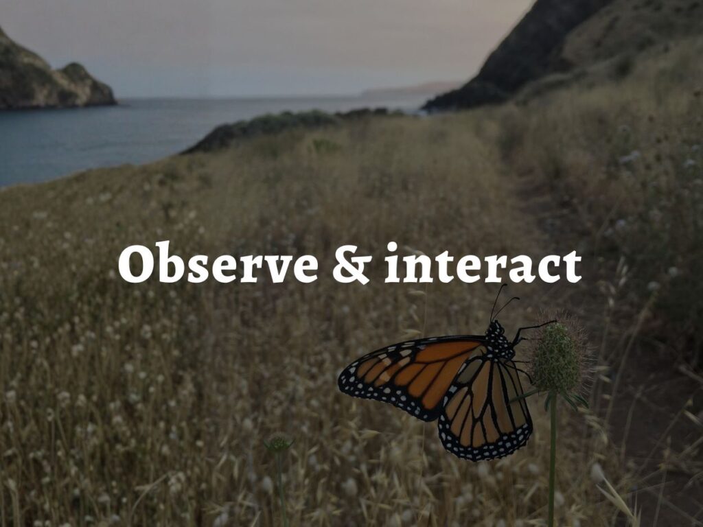 A monarch butterfly on a grass seedhead with mountains in the background, with the permaculture principle 1 'observe and interact' written over the top.