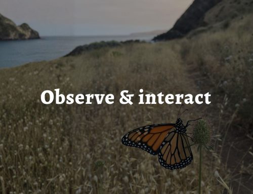 Permaculture principle 1: Observe and interact