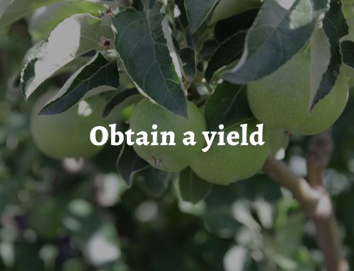 Permaculture principle 3: Obtain a yield