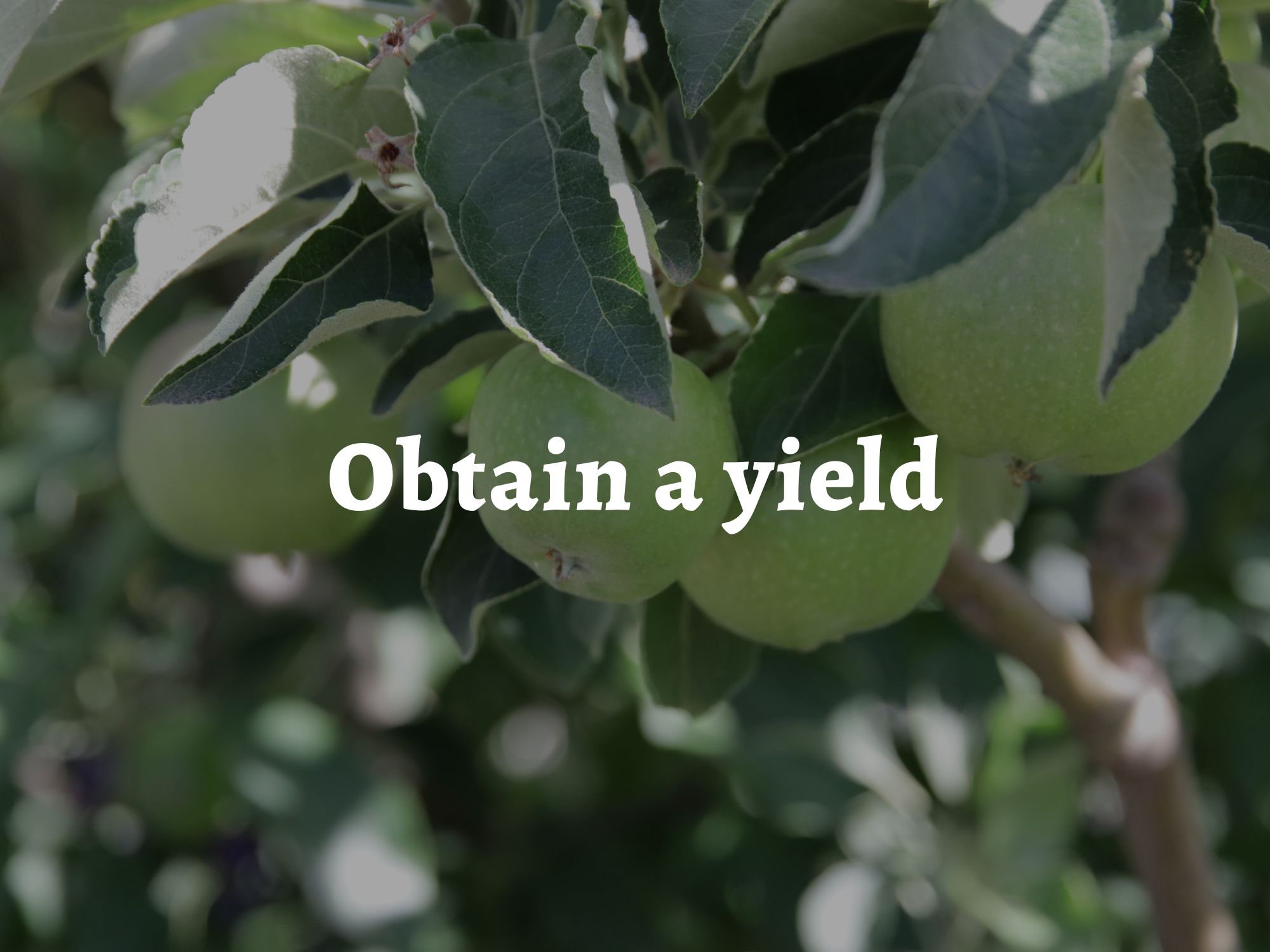 Green apples ready to be picked, over which is laid the words 'permaculture principle three: obtain a yield"