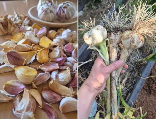 How to grow a year’s supply of garlic in a small city garden