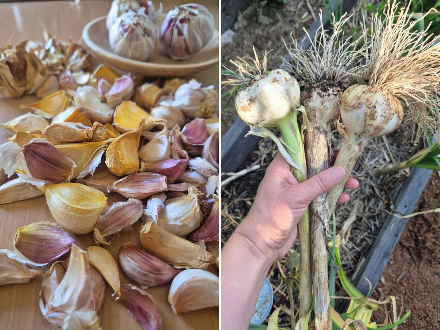 Two photos side by side. The first is sorted garlic cloves, ready for planting. The second is a white hand holding freshly picked, homegrown garlic.