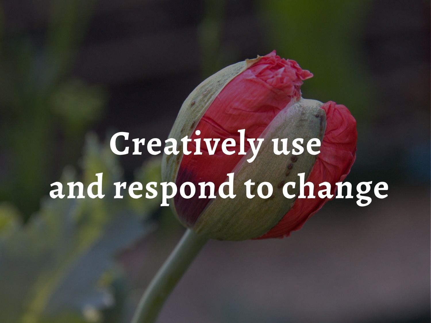 A red poppy flower about to burst into bloom, over which are laid the words: 'Permaculture principle 12: Creatively use and respond to change.'