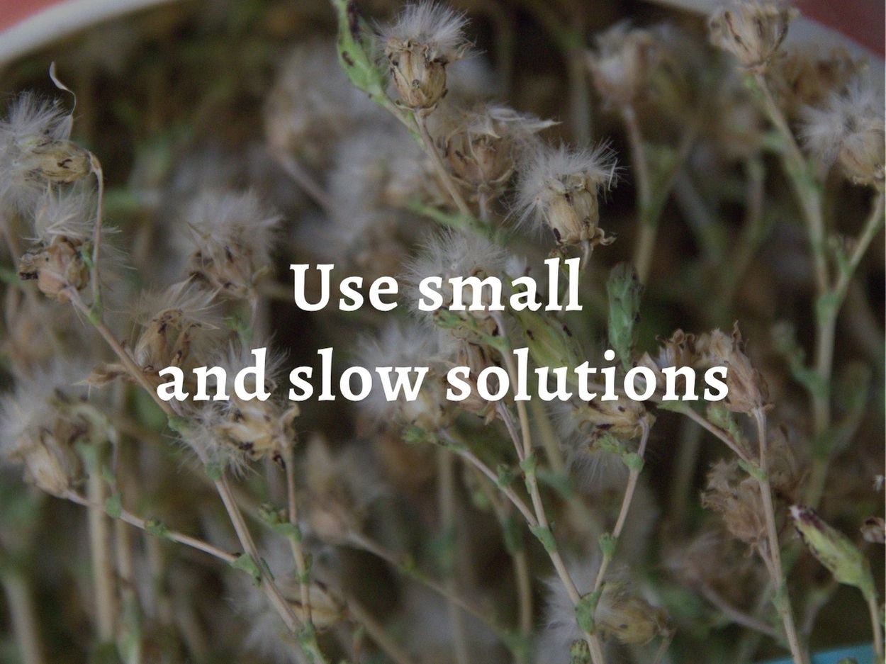 Lettuce seed heads drying, over which is laid text: 'Permaculture principle 9: Use small and slow solutions"