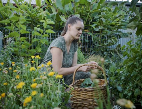 5 spring jobs to help your permaculture garden thrive