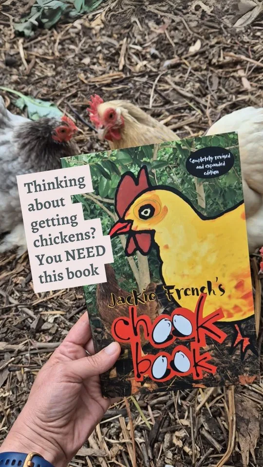 Chickens are so common that peeps seem to think they're really easy to care for. And, like, they are.

But they do have some veeeery specific needs that are very different to cats and dogs.

It hurts my heart when I see chickens kept in small and inadequate backyard pens, dirt floors pecked absolutely bare, with no fresh greens to eat and nowhere to dust bathe. 😢

You want your chickens to live a happy life, right?

Well, handily, you can learn how in one jauntily written and SHORT handbook: 

✨️Jackie French's Chook Book✨️

It includes literally everything you need to know as a beginner, such as:

🐔 Best chicken breeds for different contexts and how to breed your own at home.

🐔 How to keep chooks — a MUST-READ chapter with everything on fox-proof coops, things you can and can't feed chickens, their water, dust bath, nesting box and shellgrit needs, and how to increase laying.

🐔 Chicken safety, health, common problems and all sorts of FAQs.

🐔 Loads of delicious recipes for cooking up all your homegrown eggs.

🐔 Other useful yields from chickens, including manure for fertiliser and even shampoo made from eggs.

🐔 And whole chapter on eating chooks — Jackie's beautifully pragmatic approach highlights the inhumanity of both commercially sourced battery hens and roosters 'sent to the farm'. Knowing what to do with roosters (and sick hens) is a crucial part of chicken-keeping that too many new owners shy away from thinking about.

And no, this isn't an ad or anything. I just love really chickens and want them all to enjoy the happiest lives possible. 😍

And hey, if you know any other great chook-keeping books, pls lmk in the comments. 

🐣🐤🐔