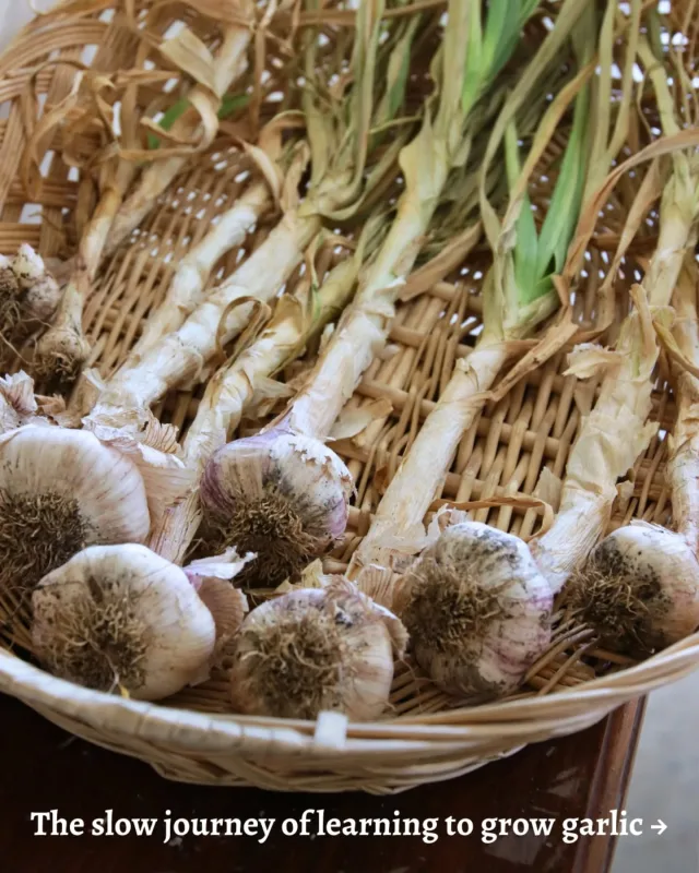 Sharing a few things I've learned over the past four years of trying — and often failing 😅 — to grow good garlic.

Btw, the varieties I grew this year were called
Aussie Red Turban, Harriette French Red and Pink Galah Spanish Creole.

Aren't garlic variety names fun?

All sourced from the good folk at @cockatoocreekfarm on the Fleurieu Peninsula.