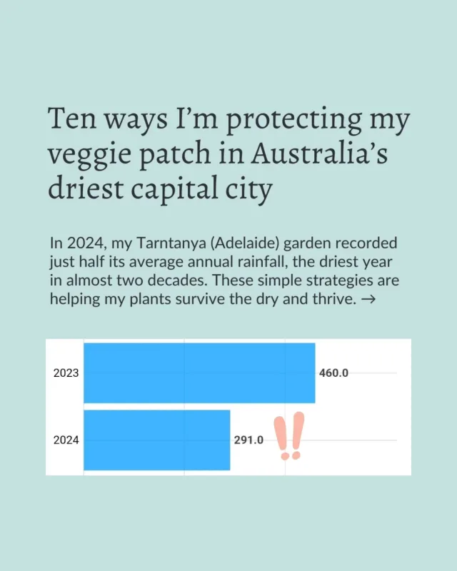 It is DRY in South Australia at the moment. 

And that's saying something, considering this is the driest state on the driest continent on earth.

Plus, last year, Australia baked through its second-warmest year on record, according to ABC News.

Really not a great combo.

Happily, thanks to some simple yet strategic methods, my garden is faring well, looking reasonable and — most importantly — still pumping out plenty of organic food.

How's yours going?